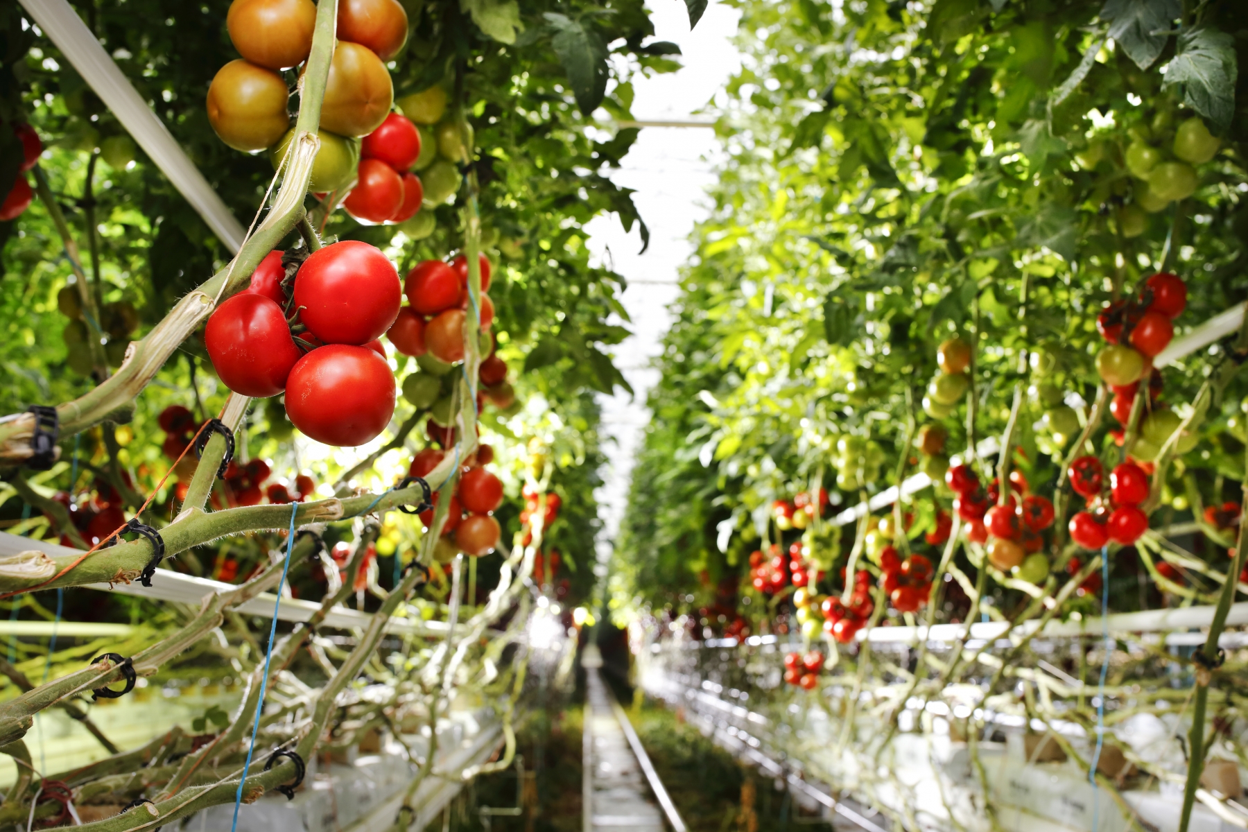 Emploi Serre De Tomate Avec Une Qualité HD - Defond