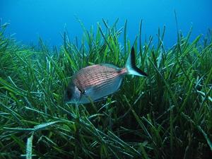 OptimaPac oeuvre pour la préservation de la biodiversité - © Oceanica Prod