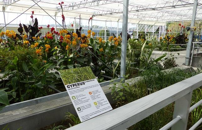 Station d'épuration s'appuyant sur une phase de traitement par boues activées dans différents bassins placés sous une serre