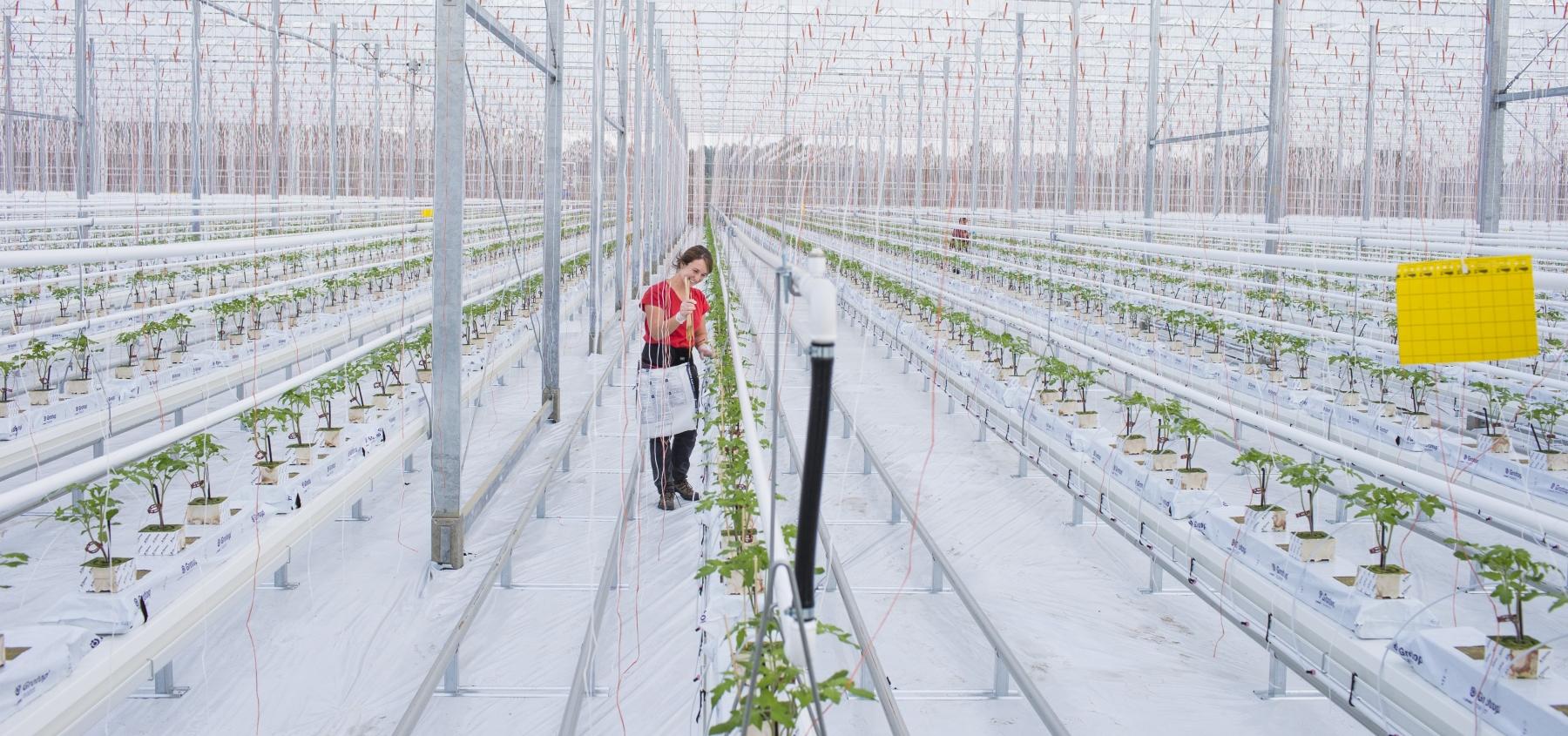 Les premières tomates plantées cette semaine à Lapouyade