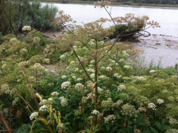 L' Angélique des Estuaires, une plante rare présente sur le site Arc-en-Ciel