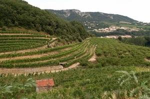 Le projet Irrialt'eau à Gruissan