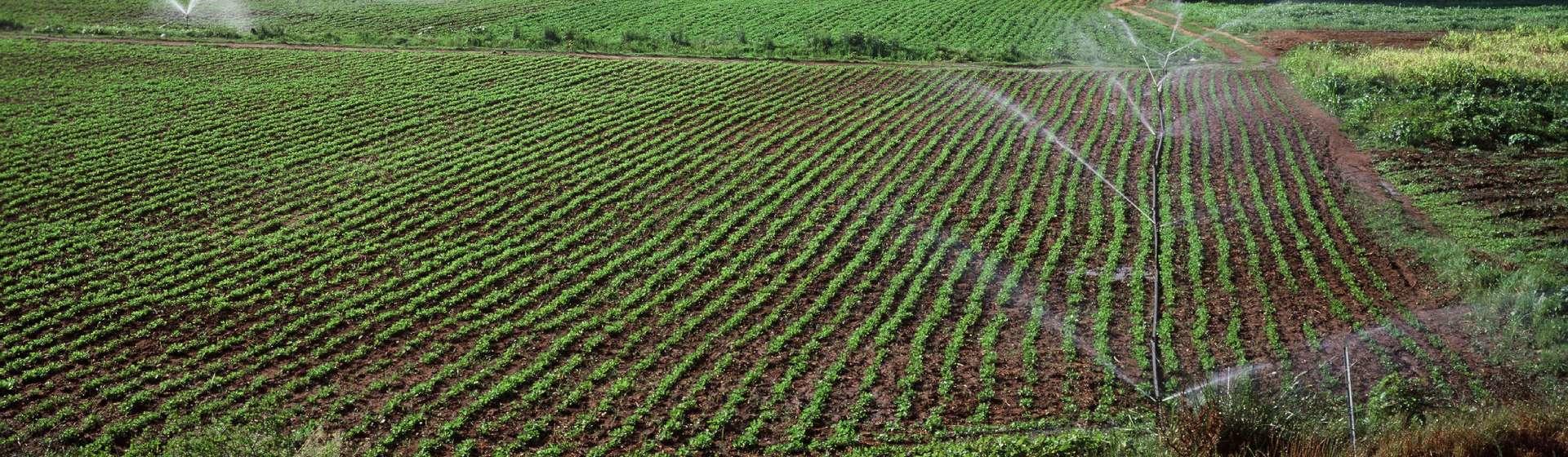 irrigation de terres agricoles