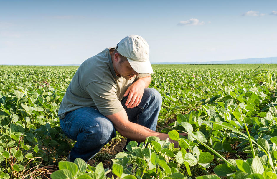 Un agriculteur dans un champ