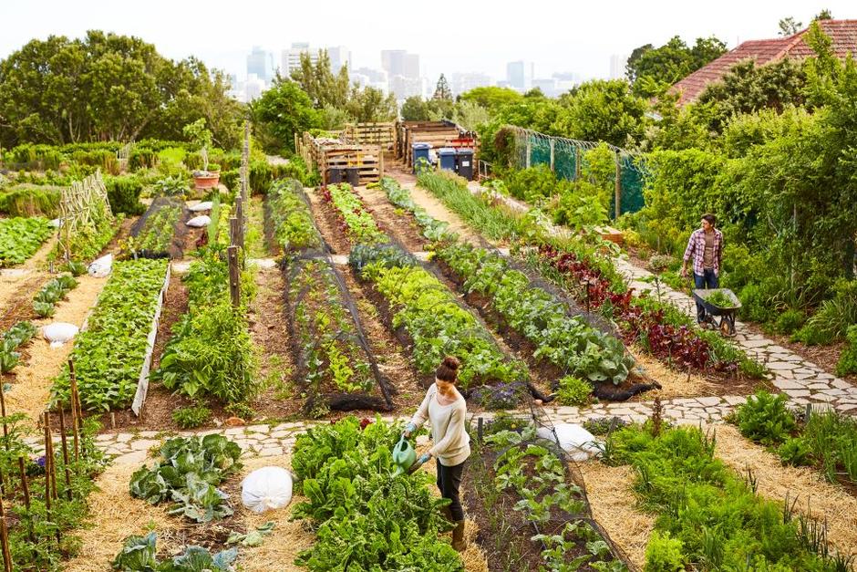 Ferme urbaine : tous les projets de Cultures en Ville