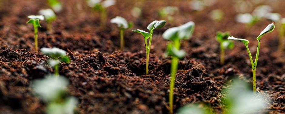 Image d’illustration de la valorisation des déchets alimentaires en compost pour  amender les sols