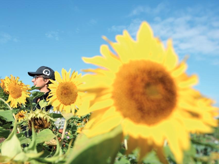 Champs de tournesols