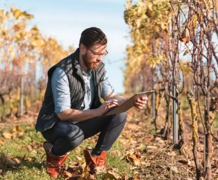 Homme dans les vignes