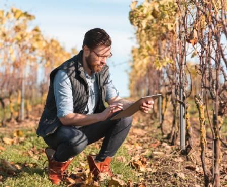 Homme dans les vignes