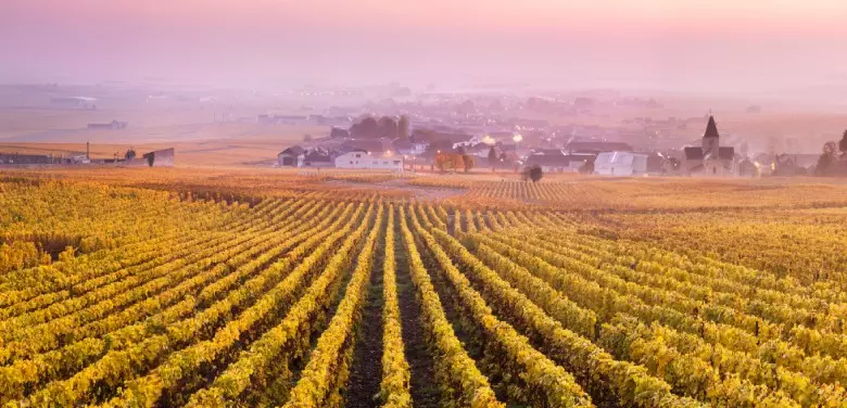 Champs de vignes au coucher de soleil