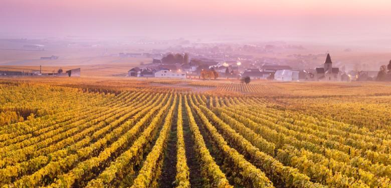 Champs de vignes au coucher de soleil