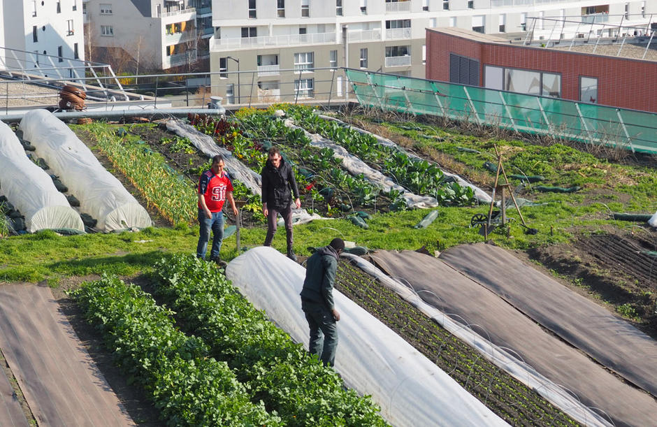 Agriculture urbaine sur toit d'immeuble