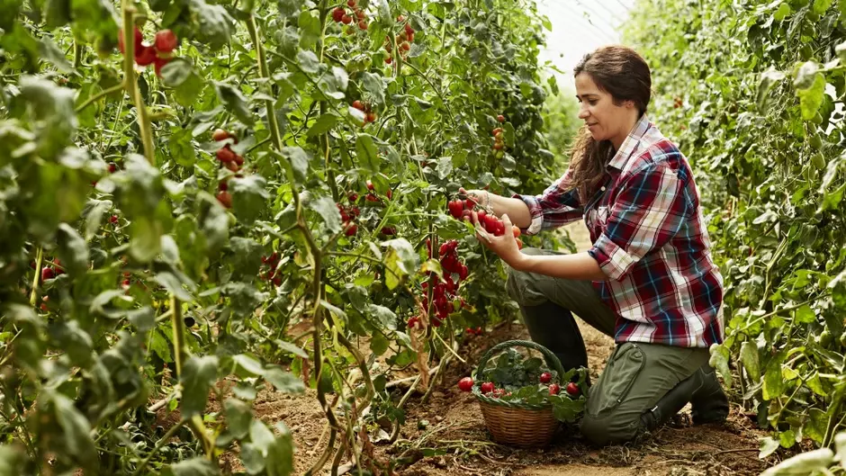 Jeune femme cuillant des tomates sous serre