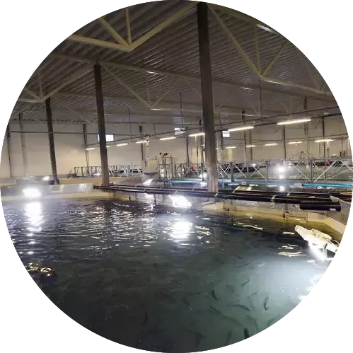 Aquaculture pour le traitement des eaux usées