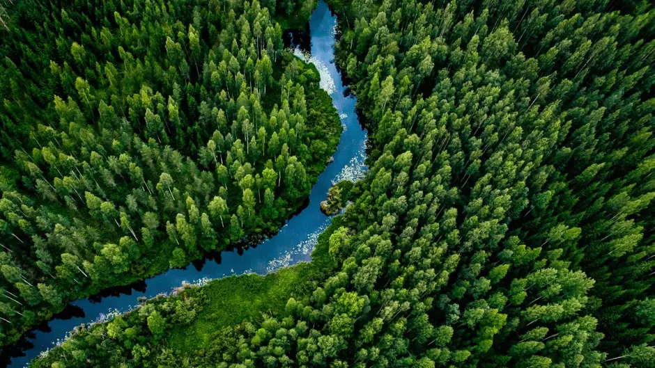 prise de vue aérienne d'une forêt de sapins